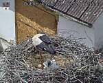 Capi_Dubne_20260607_141502.jpg