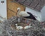 Capi_Dubne_20260607_142503.jpg