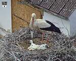 Capi_Dubne_20260607_143003.jpg