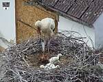Capi_Dubne_20260607_150003.jpg