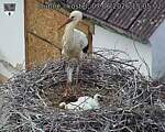 Capi_Dubne_20260607_150502.jpg