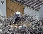 Capi_Dubne_20260607_152003.jpg