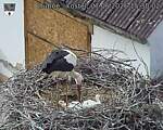 Capi_Dubne_20260607_153002.jpg