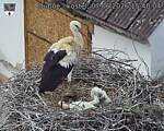 Capi_Dubne_20260607_154004.jpg