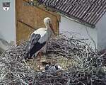 Capi_Dubne_20260607_155003.jpg