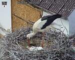 Capi_Dubne_20260607_155502.jpg