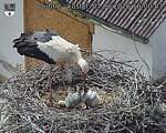 Capi_Dubne_20260607_160003.jpg