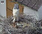 Capi_Dubne_20260607_160503.jpg