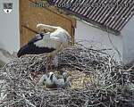 Capi_Dubne_20260607_161003.jpg