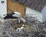 Capi_Dubne_20260607_161503.jpg