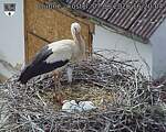 Capi_Dubne_20260607_162004.jpg