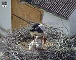 Capi_Dubne_20260607_163502.jpg