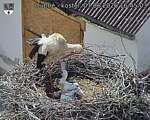 Capi_Dubne_20260607_164503.jpg
