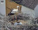 Capi_Dubne_20260607_165502.jpg