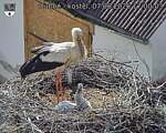 Capi_Dubne_20260607_170003.jpg