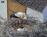 Capi_Dubne_20260607_172004.jpg