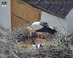Capi_Dubne_20260607_173503.jpg