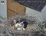 Capi_Dubne_20260607_174002.jpg