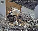 Capi_Dubne_20260607_180502.jpg