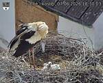 Capi_Dubne_20260607_183003.jpg