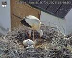 Capi_Dubne_20260607_184003.jpg