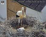 Capi_Dubne_20260607_184503.jpg