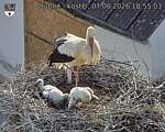Capi_Dubne_20260607_185503.jpg
