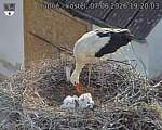 Capi_Dubne_20260607_192003.jpg