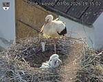 Capi_Dubne_20260607_193502.jpg