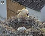 Capi_Dubne_20260607_195003.jpg