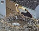 Capi_Dubne_20260607_200503.jpg