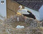 Capi_Dubne_20260607_202504.jpg
