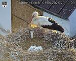Capi_Dubne_20260607_203003.jpg