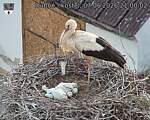 Capi_Dubne_20260607_210002.jpg