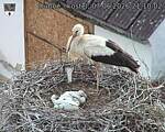 Capi_Dubne_20260607_211003.jpg