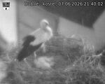 Capi_Dubne_20260607_214002.jpg
