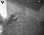 Capi_Dubne_20260607_221003.jpg
