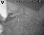 Capi_Dubne_20260607_230003.jpg