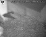 Capi_Dubne_20260607_231003.jpg