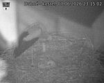 Capi_Dubne_20260607_231502.jpg