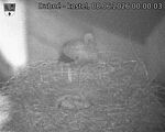 Capi_Dubne_20260608_000003.jpg