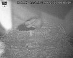 Capi_Dubne_20260608_000504.jpg