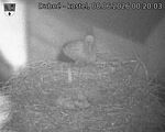 Capi_Dubne_20260608_002003.jpg