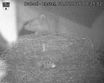 Capi_Dubne_20260608_002502.jpg