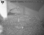 Capi_Dubne_20260608_003502.jpg