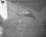 Capi_Dubne_20260608_023002.jpg