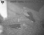 Capi_Dubne_20260608_030503.jpg