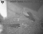 Capi_Dubne_20260608_031503.jpg
