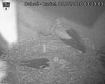 Capi_Dubne_20260608_032003.jpg