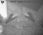 Capi_Dubne_20260608_033003.jpg